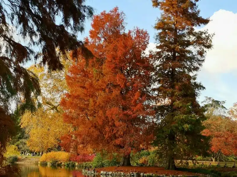Autumnal trees reflceted in a pond
