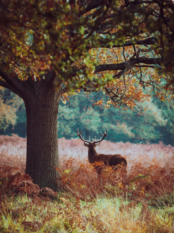 Stag amongst bracken by a tree in autumn in Richmond Park