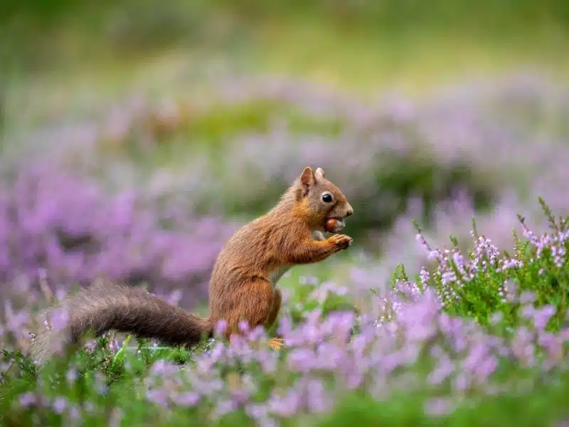 Red Squirrel, Sciurus vulgaris, close up feeding surrounded by flowering purple/violet heather in the cairngorms national park, scotland.