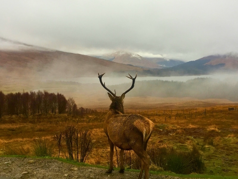 highland stag looking over mountains and forests