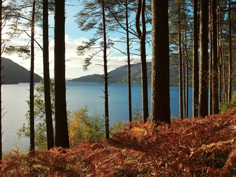 orange ferns and tall pine trees by a Scottish loch