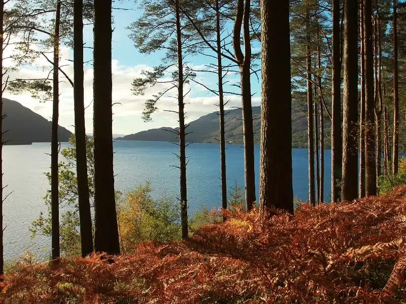 orange ferns and tall pine trees by a Scottish loch