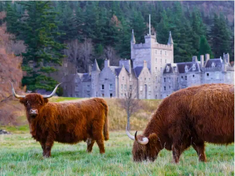 Highland cows in a field of grass with a large stately home in the background