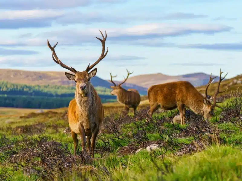 stags with large antlers in the mountains of Scotland
