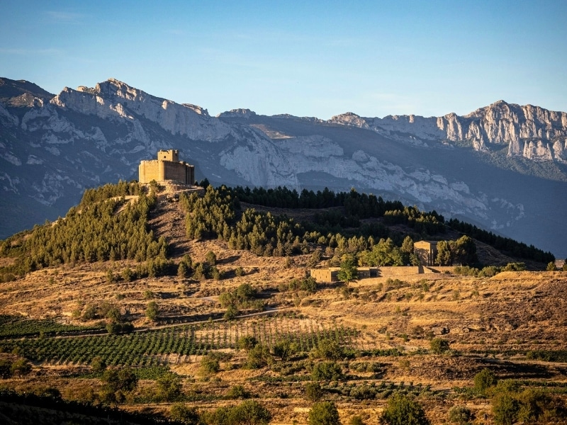 A stone castle on a hill surrouned by trees with mountains in the background and vines in the foreground