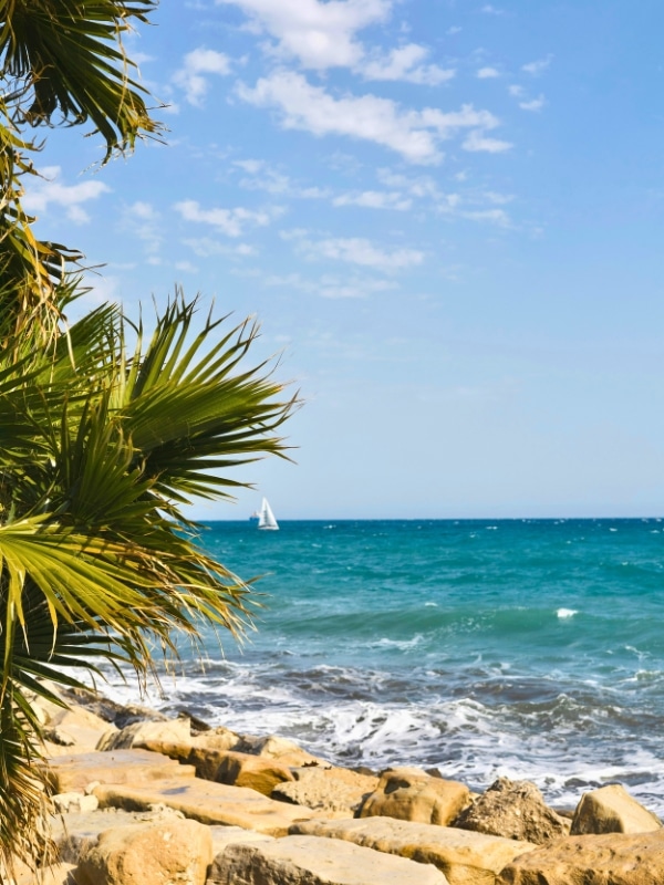 small yacht on choppy waters beyond a palm tree and rocky shore