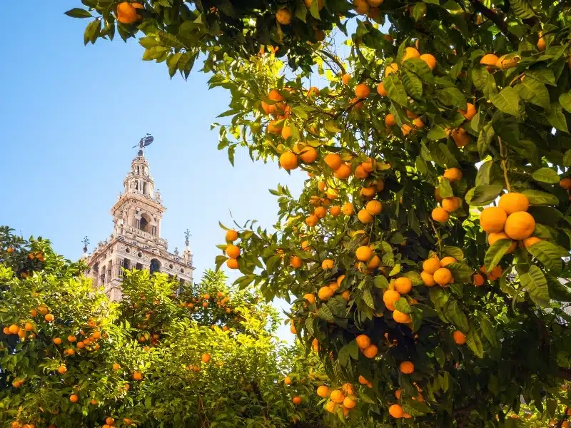 Cathedral tower seen through trees laden with oranges