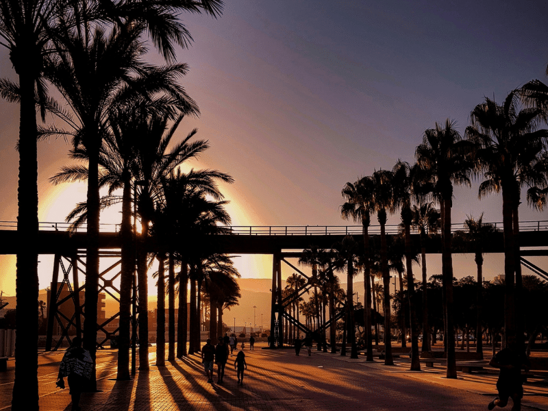 Wide paved walkway lined by tall palm trees at sunset