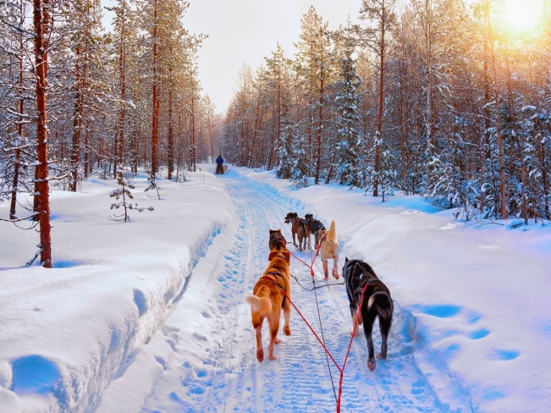 Husky Dogs on Sled in Rovaniemi in Finland of Lapland at Christmas. Dogsled as a canine teamwork. At sunset