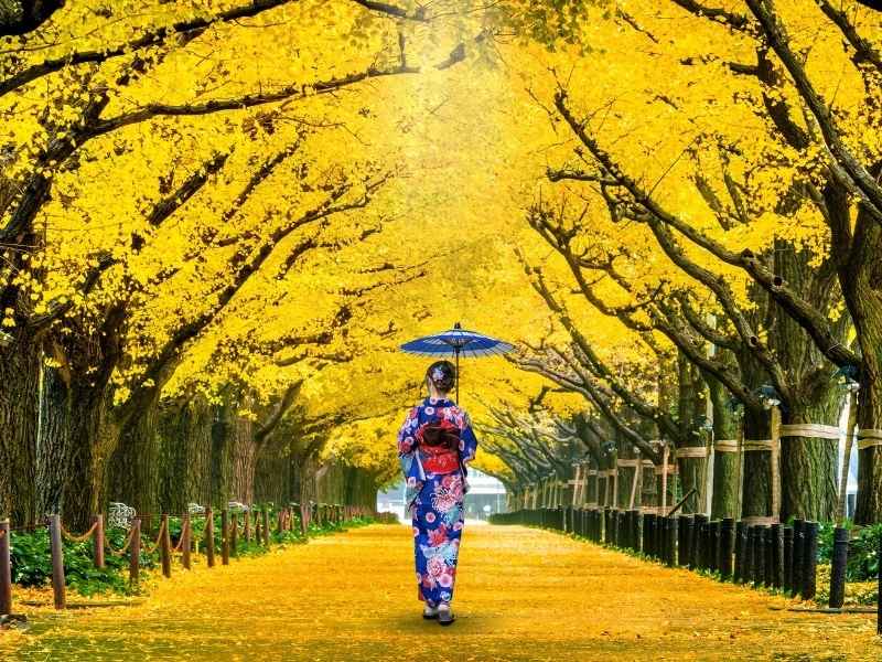 Woman wearing japanese traditional kimono walking under a canopy of yellow ginkgo tree in autumn.