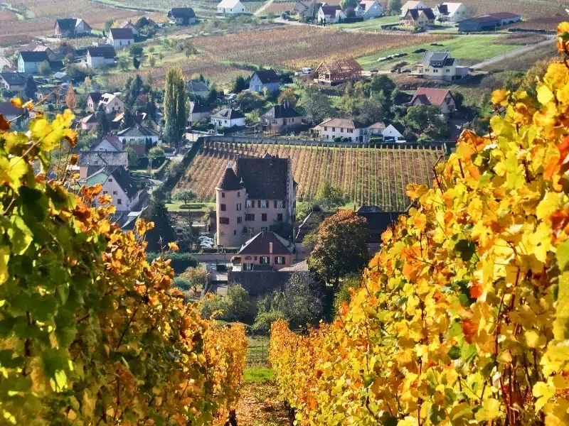 a vineyard above a village in rural France in full autumn colors