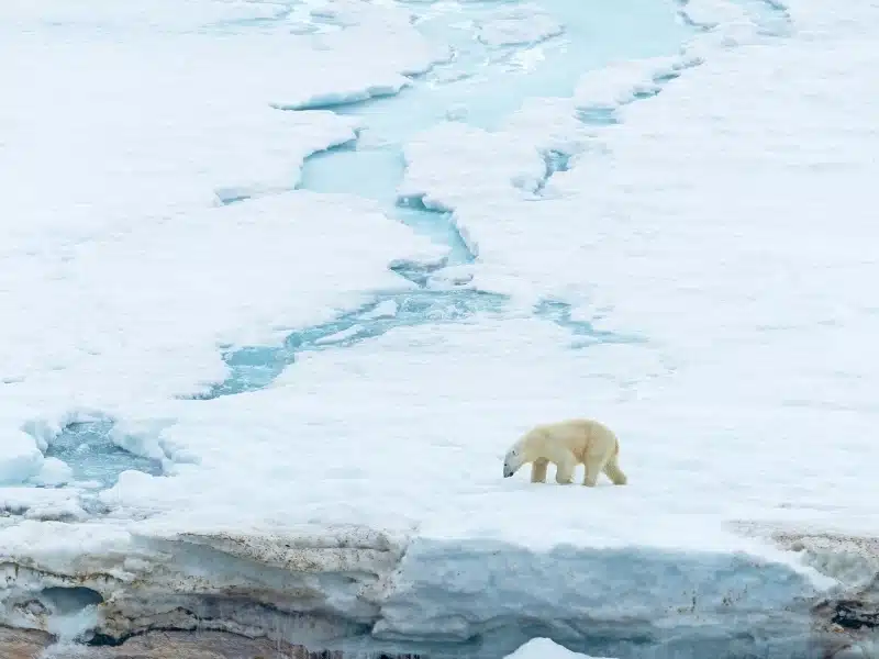 Polar Bear Wandering Across a Glacier on Besselsbreen in the Svalbard Islands, Norway