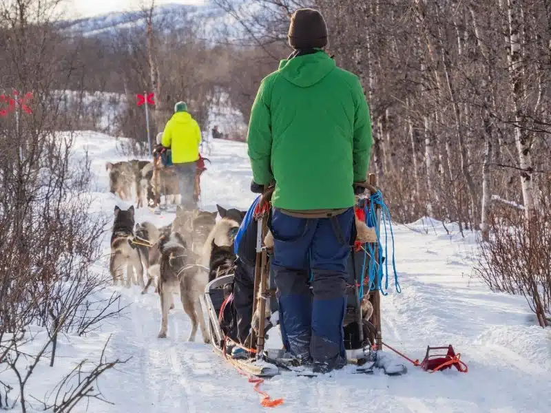 Dog sledding through the snowy forest in Abisko National Park in northern Sweden. Arctic Circle, Swedish Lapland, Northern Europe.