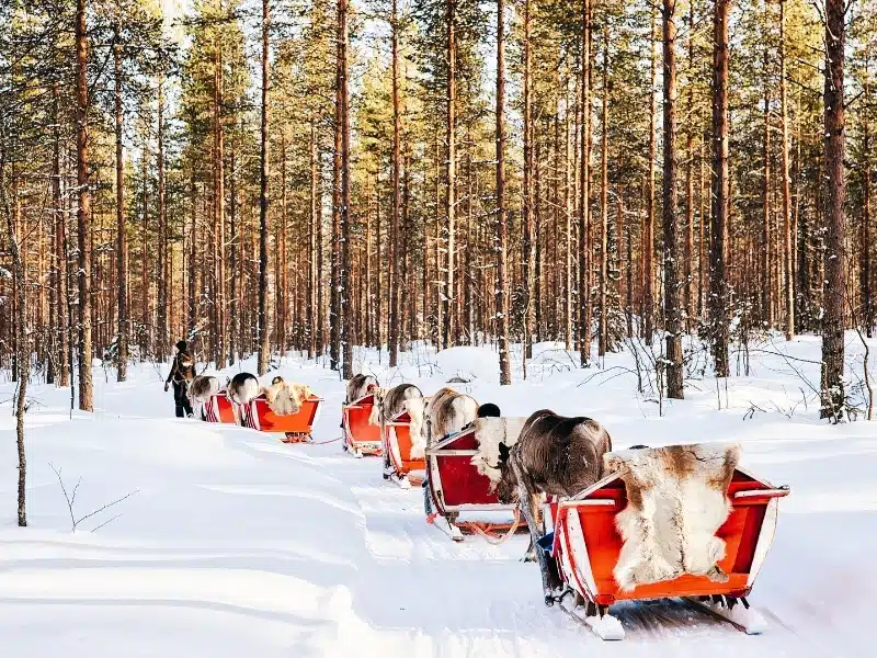 Rovaniemi, Finland - March 5, 2017: Reindeer sledding safari  in Finland in Lapland in winter.