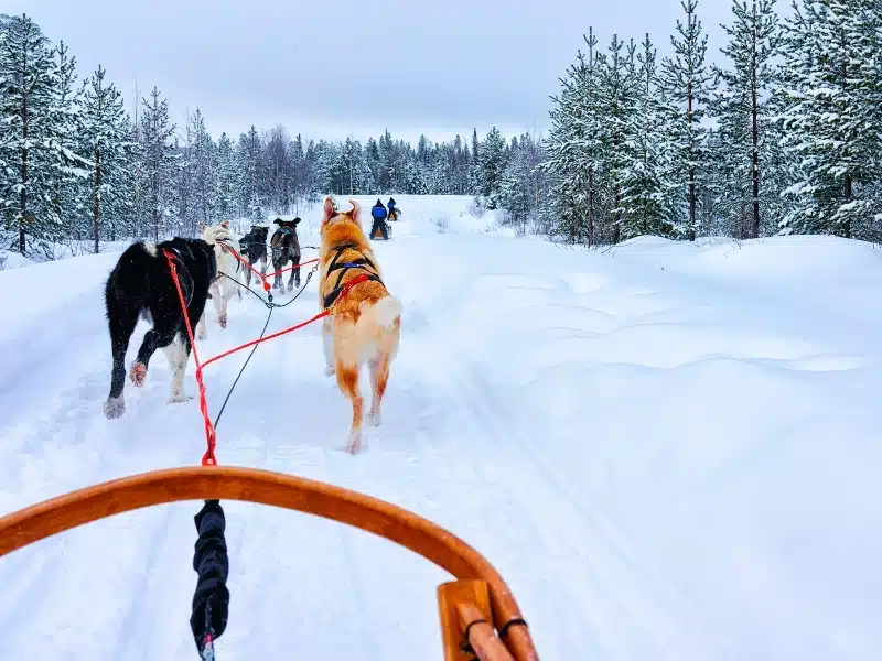 Husky family dog sled in winter Rovaniemi of Finland of Lapland. 