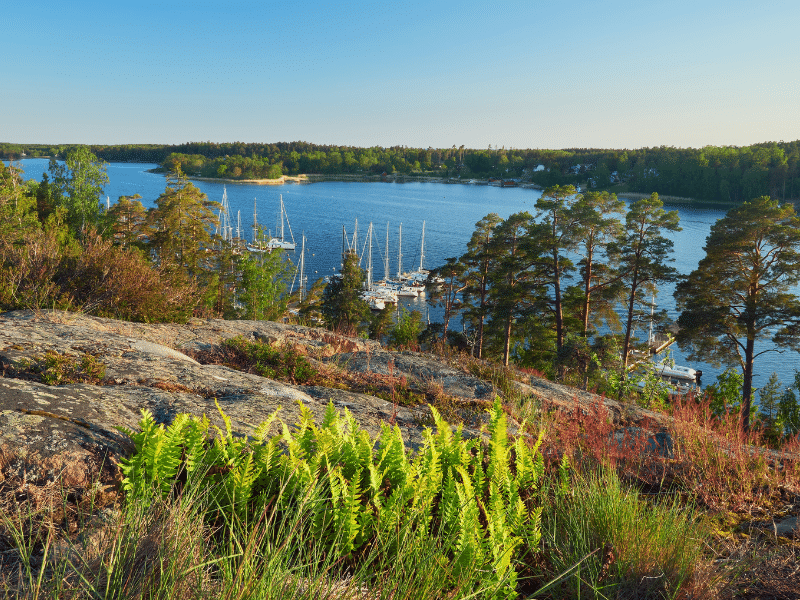 View from a hill through pine trees to  sailing boats in a blue sea