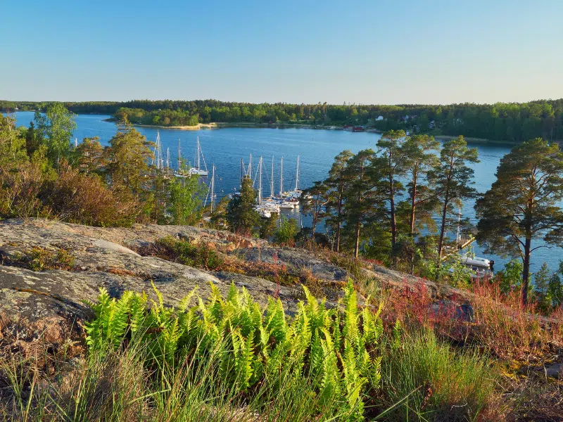 View from a hill through pine trees to  sailing boats in a blue sea