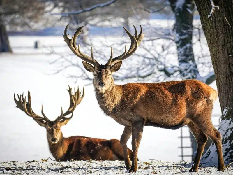 Two red deer stags in snow in Richmond Park London