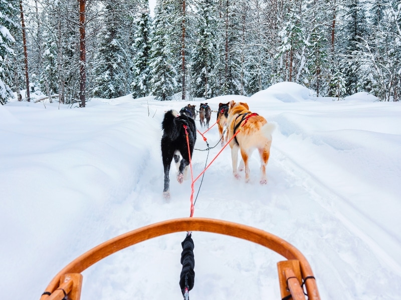Husky family dog sled in winter Rovaniemi of Finland of Lapland.