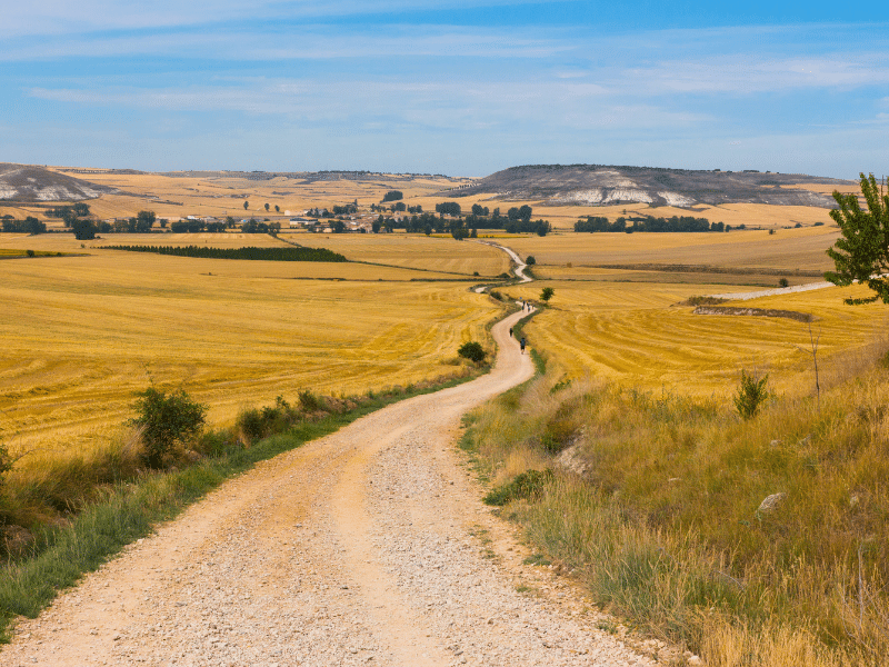 Path through wheat fields where the pilgrims walk on the Camino de Santiago, Spain.