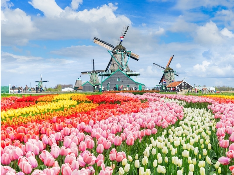 The traditional Dutch windmills of Zaanse Schans and rows of tulips, Netherlands.