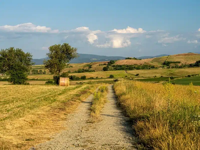 Summer landscape along the road to Camigliatello Silano, Cosenza, in the Sila natural park at summer