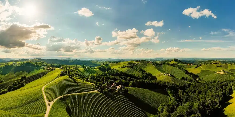 Vineyard panorama in the Leibnitz area on Austria's border with Slovenia. 