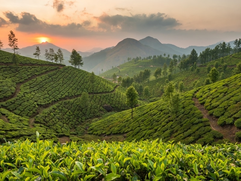 Tea plantations in Munnar, Kerala, India. Beautiful tea plantations landscape at sunset