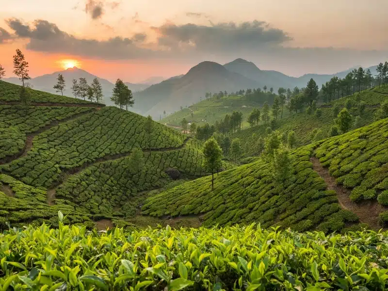 Tea plantations in Munnar, Kerala, India. Beautiful tea plantations landscape at sunset