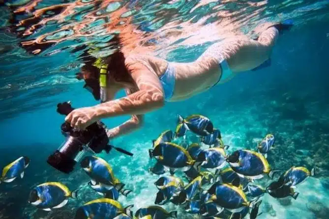 blue and yellow fish swim underneath a snorkeler with a camera