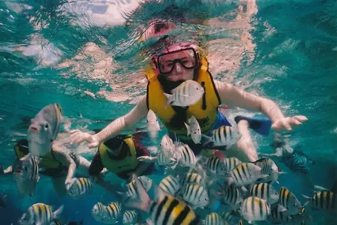 person in a snorkel mask and yellow life jacket swims towards yellow and black striped fish