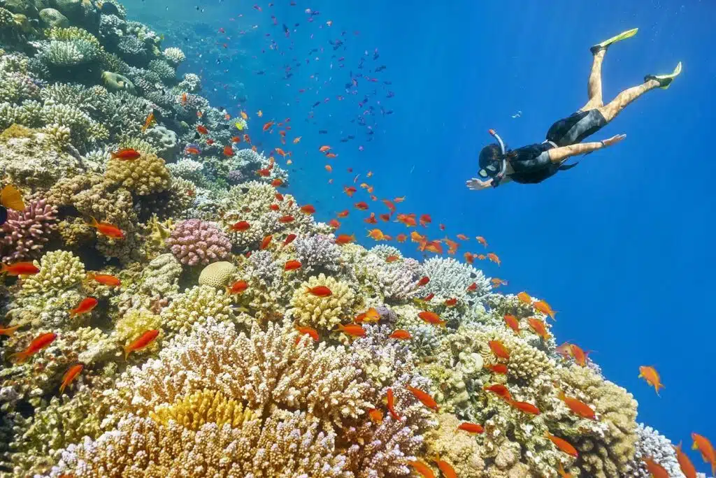 snorkeler in a wetsuit and fins swims underwater towards a coral reef