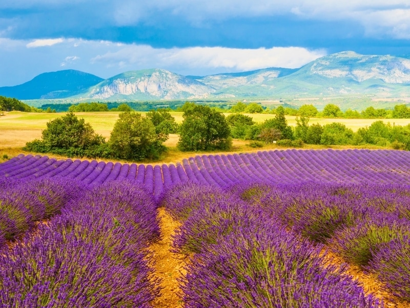 Purple lavender fields with trees and mountains in the distance against a dark sky