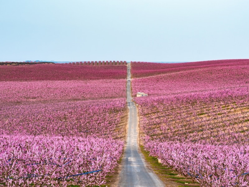 fields of trees covered in pink blossom with a road running between the fields
