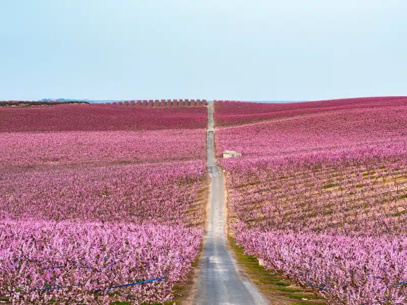 fields of trees covered in pink blossom with a road running between the fields