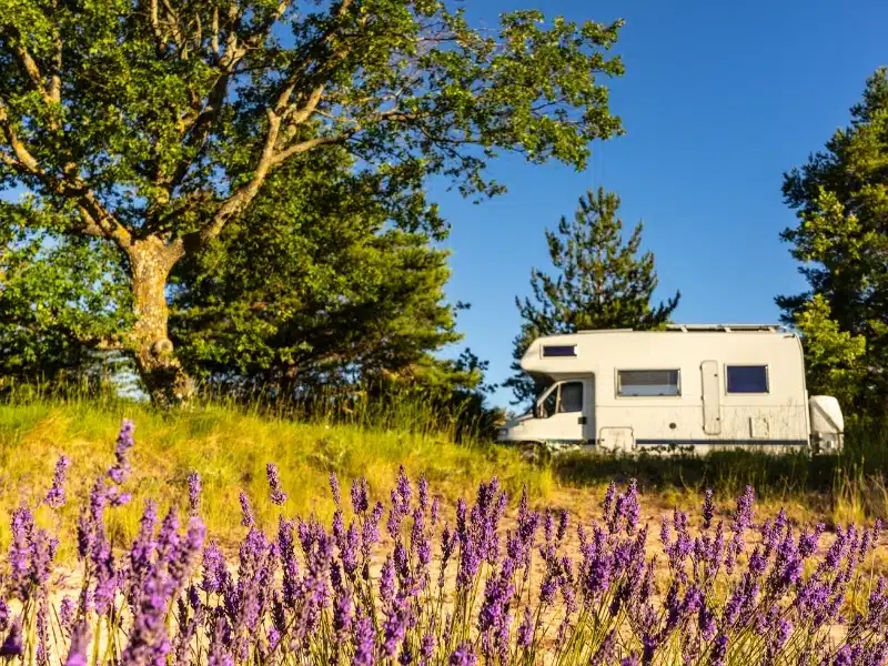 camping in a lavender field in a motorhome