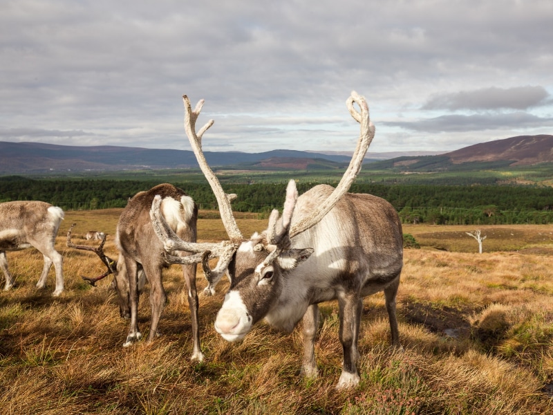 The Cairngorm Reindeer Herd is Britain’s only free-ranging herd of reindeer found in the Cairngorm mountains in Scotland.